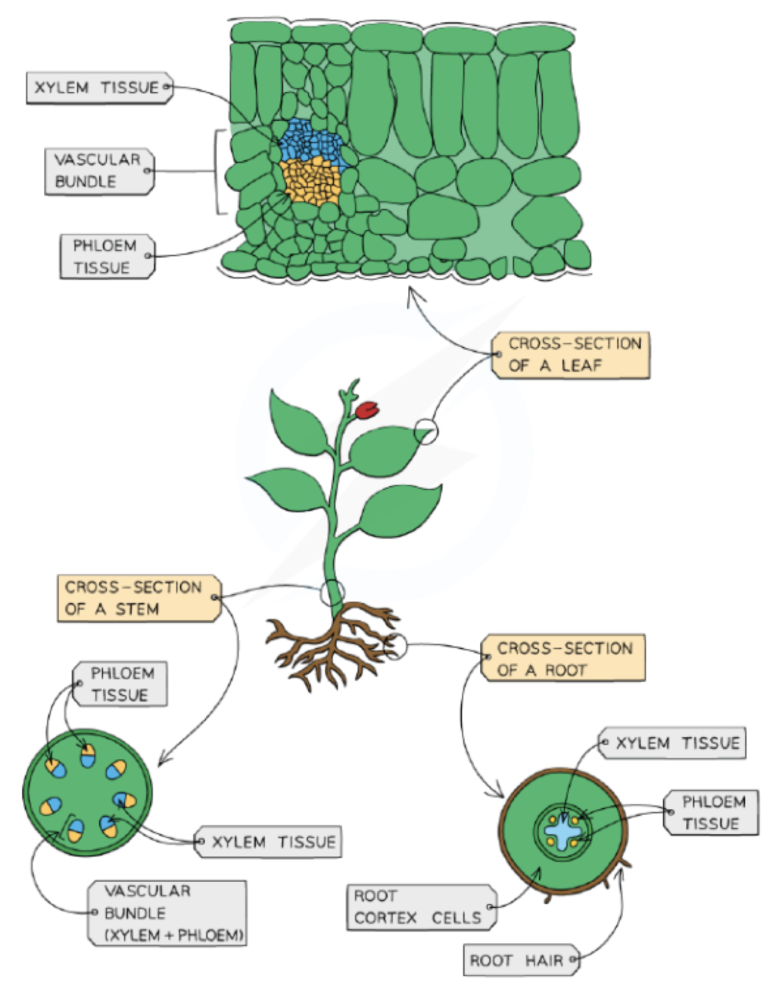 Xylem and Phloem